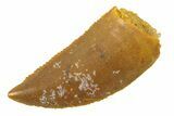 Serrated, Raptor Tooth - Real Dinosaur Tooth #285168-1